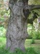 Garten2.JPG